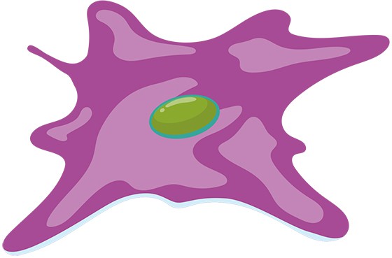 A fibroblast cell.