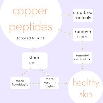 Diagram of how copper peptides work to produce healthy skin.