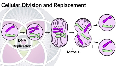The process of cellular division and replacement. Different cells divide at different rates.