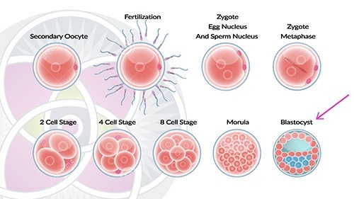 Embryonic stem cells can be found only during the very first week of the development called the blastocyst stage.