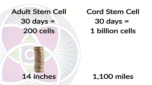 A comparison of the potency of adult stem cells versus mesenchymal stem cells.