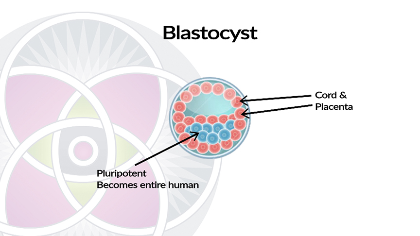 Why are Stem Cells important? Blastocyst Cells Differentiate Into Two Different Types