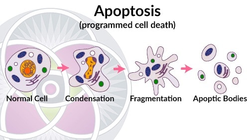Cells are designed to work at peak efficiency until they cannot and then they are designed to die, called apoptosis.