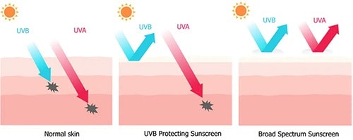 Broad spectrum sunscreens protect against both UVA and UVB rays.