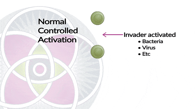 How our immune system is supposed to work - Normal Controlled Activation