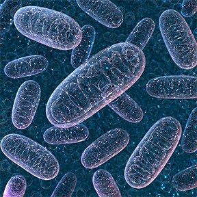 Mitochondria are small “organelles” that exist inside each of our cells.