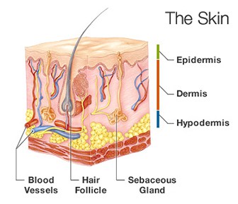 The skin is comprised of two primary layers, the thin epidermis on top and the thicker dermis underneath.