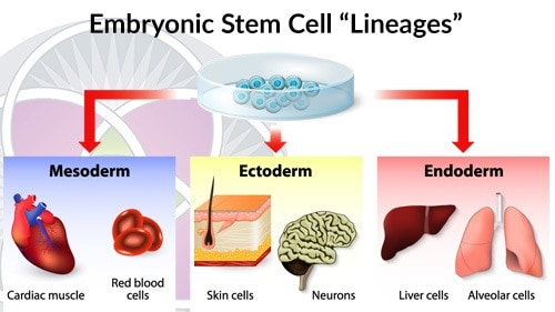 As the embryo progresses through its development, stem cells will “differentiate” into fundamental “lines” of stem cells from which the entire human body is derived.