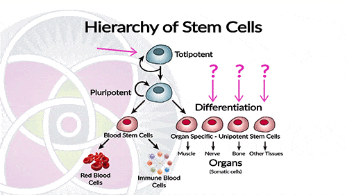 Fetal stem cell are dangerous because they can develop into any kind of adult tissue.