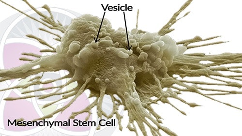 Image of a Wharton's jelly mesenchymal stem cell harvested from the placental tissue