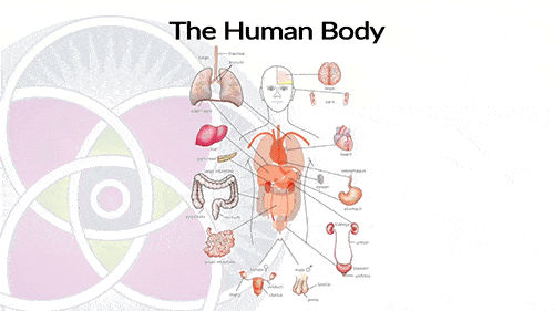 Each organ system has adult stem cells that are specifically programed and equipped to care for that organ.