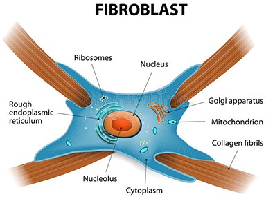 Microneedling stimulates the fibroblast cells to release growth factors