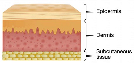 The different layers that make up your skin.