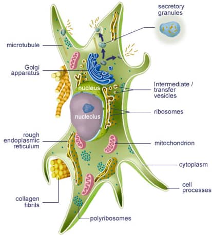 Fibroblast cells are the primary cells in your body that make collagen.