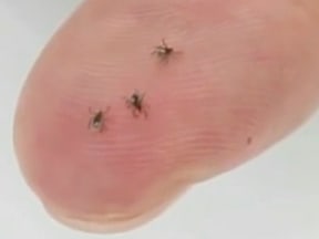 Oftentimes it's the tiny nymph ticks that bite people and they don't even know they've been bitten.