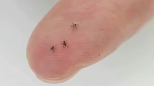 It's usually the small nymph tick, that is so hard to detect, that bites you and you never know it.