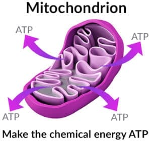 The biochemical process of making ATP is an “oxidative” process. Glutathione helps to neutralize these oxidizing bi-products with “anti-oxidant” molecules.