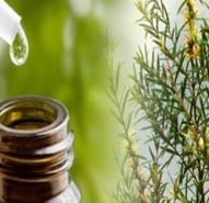 Tee tree oil is an effective home remedy