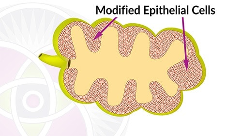 The inside lining of the sebaceous gland has modified epithelial cells