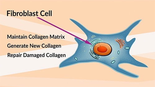 The fibroblast cell deals with the repair and maintenance of the collagen matrix