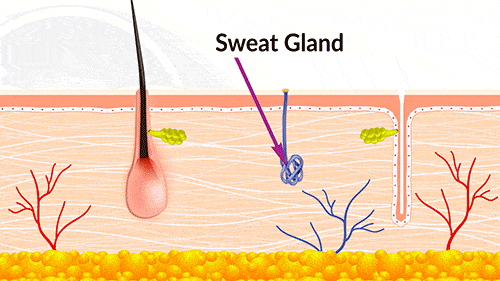 Some of the items the dermis is made out of include sweat glands and hair follicles