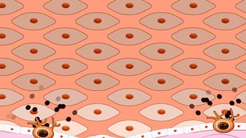 The melanocytes produce little packets of melanin that are absorbed into the epithelial cells
