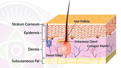 Diagram of the skin showing the three layers we are discussing