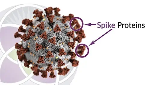 The spike proteins are toxic to the human physiology and are the cause of Long-haul Covid.